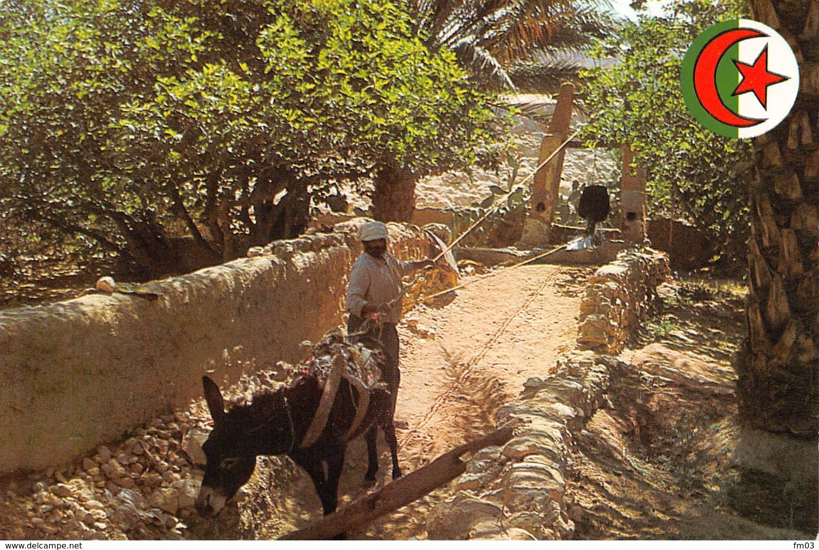 Ghardaïa irrigation âne