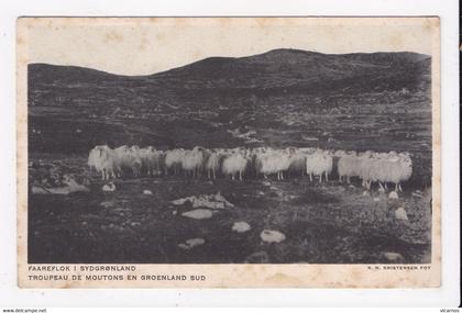 CP GROENLAND Faareflok I sydgronland Troupeau de moutons en Groenland sud