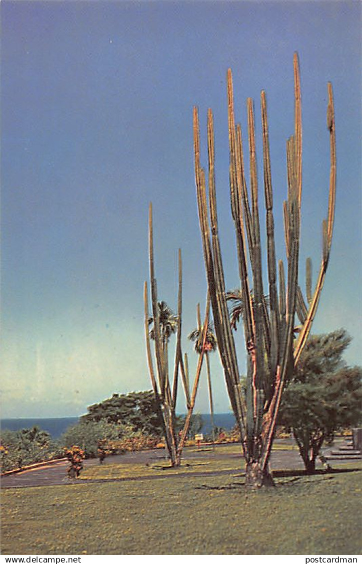 Guadeloupe - BASSE-TERRE - Le jardin des cierges de la Préfecture  - Ed. Guy Hodge 55