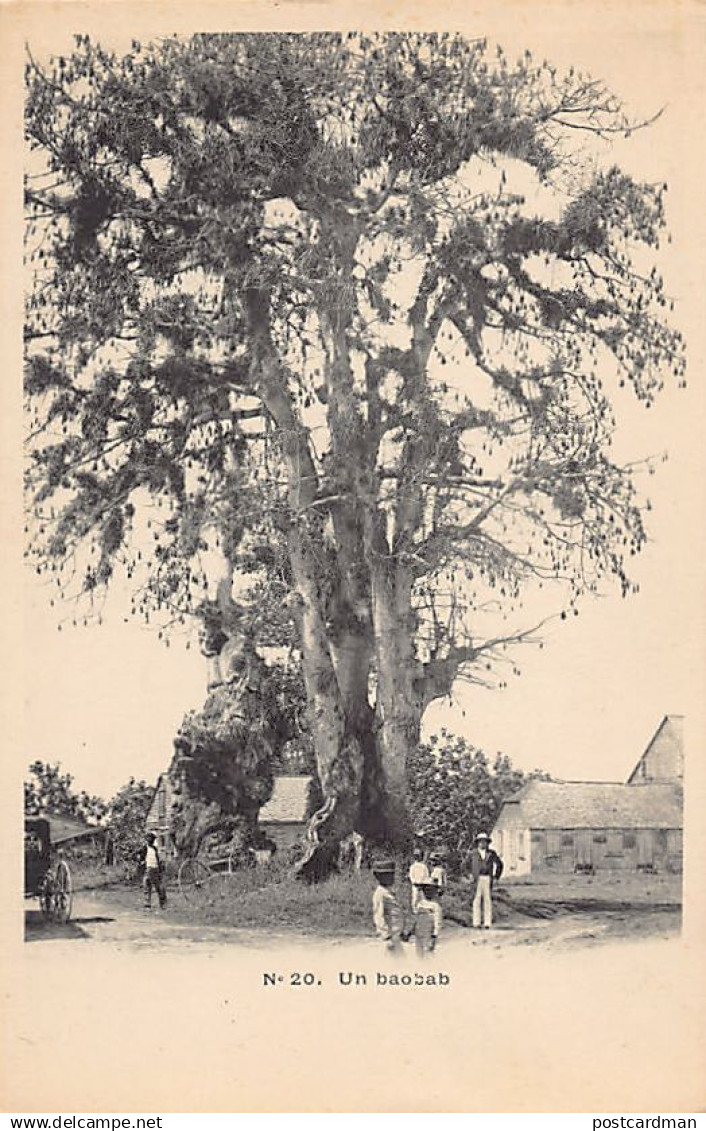 Guadeloupe - Un baobab - Ed. inconnu 20