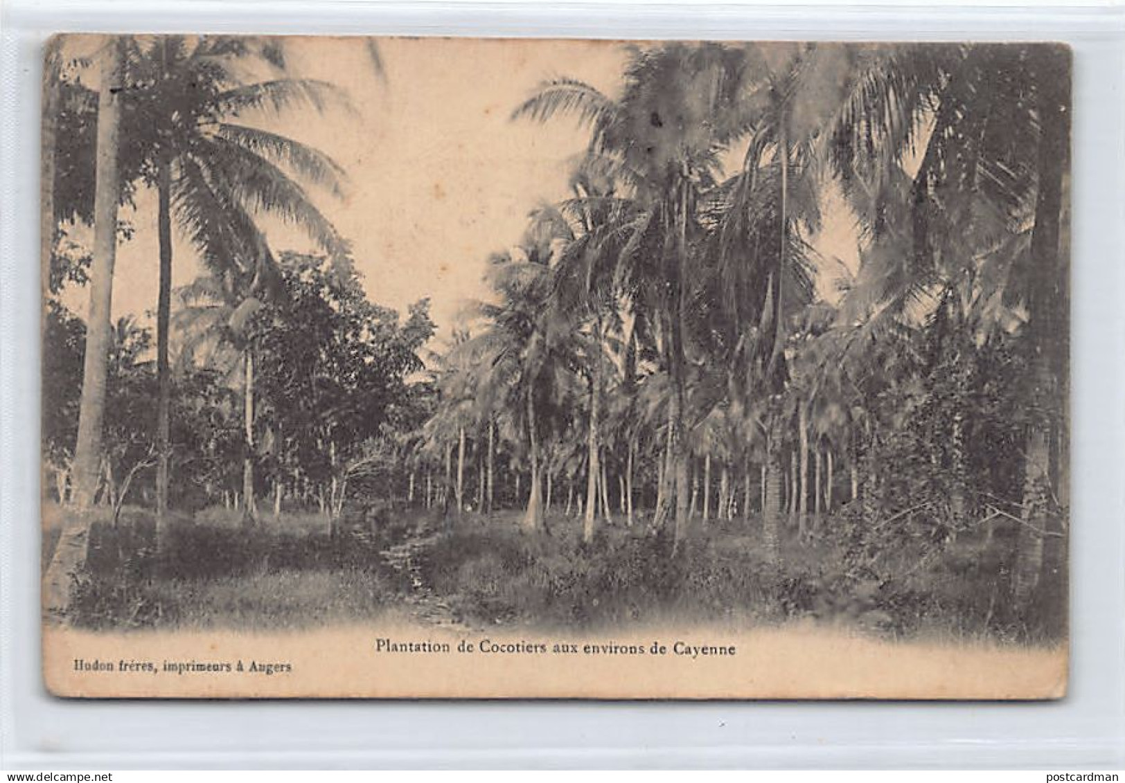 Guyane - Environs de Cayenne - Plantation de Cocotiers - Ed. Hudon frères