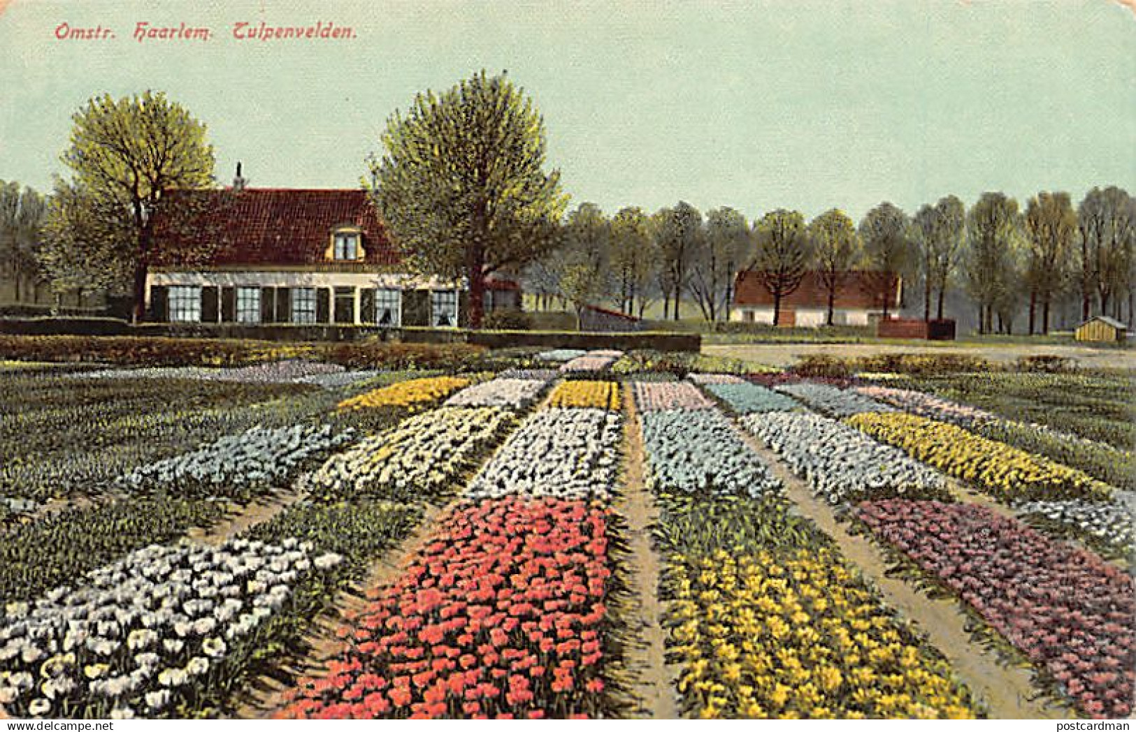 HAARLEM - Tulpenvelden - Omstr. Haarlem