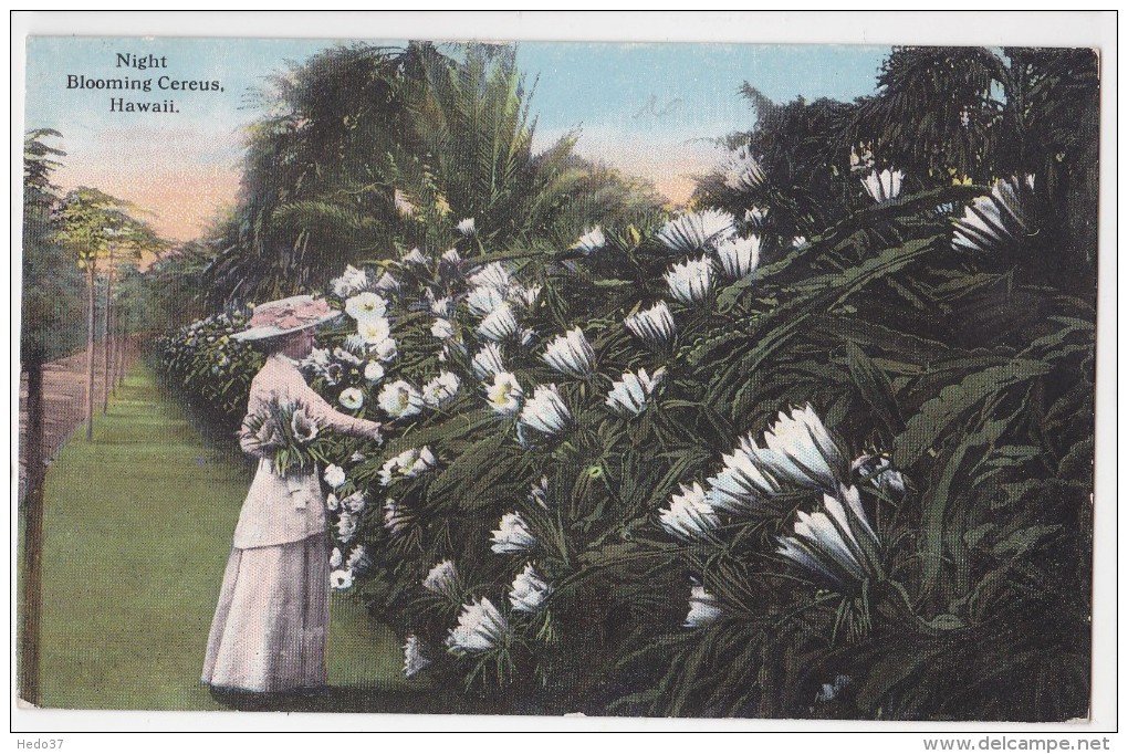 Hawaï - Night Blooming Cereus