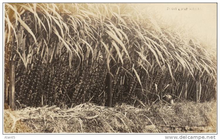 HI Hawaii, Sugar Cane Growing, c1920s/40s Vintage Real Photo Postcard