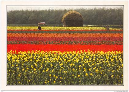 Bloembollenvelden - Zuid-Holland