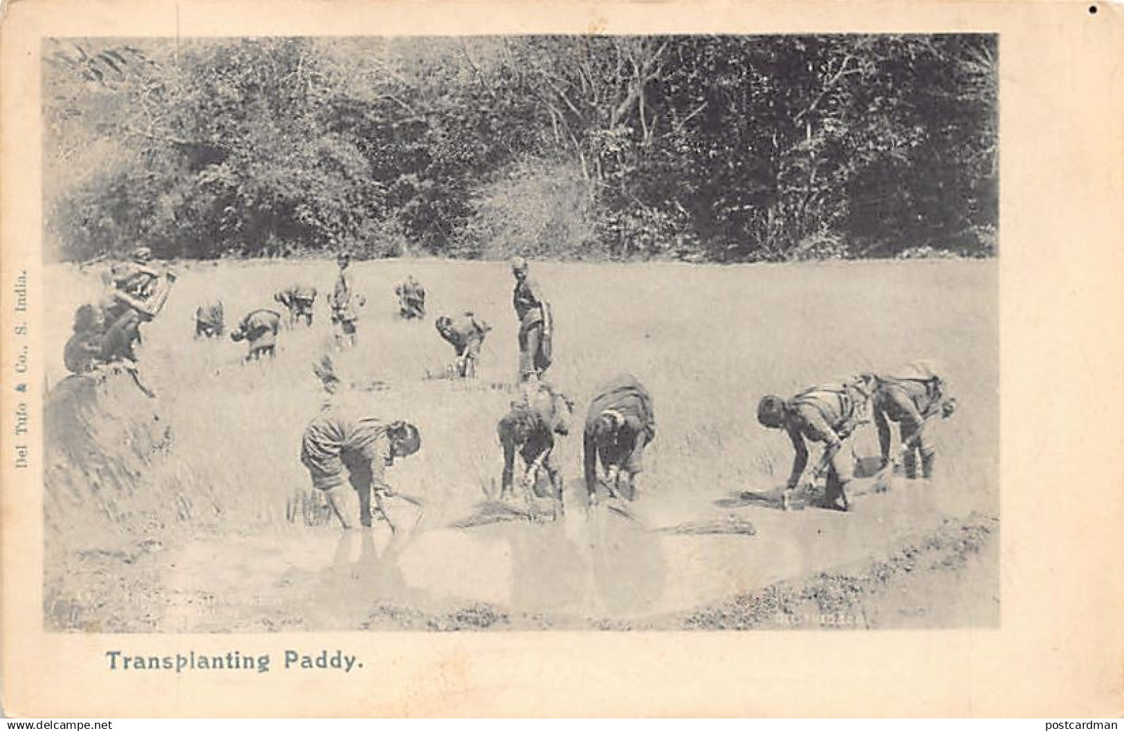 India - Transplanting paddy