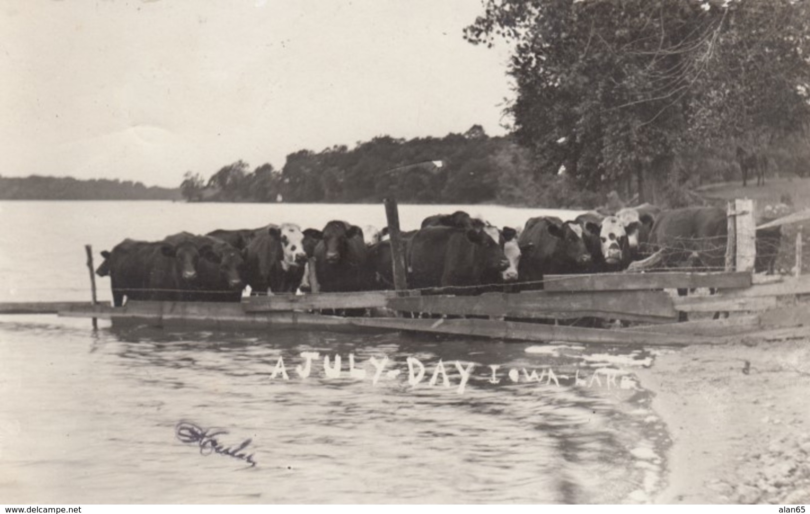 Iowa Lake IA near Armstrong IA, A July Day, Cattle at Water Edge, c1900s/1s Vintage Real Photo Postcard