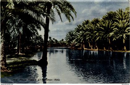 Irak - The Palm Trees at Basrah