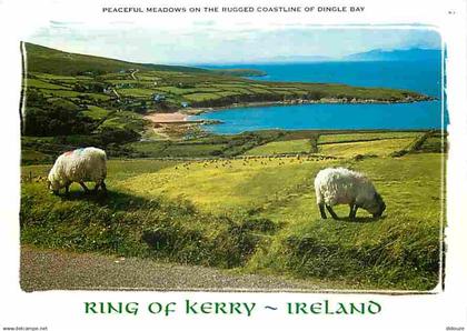 Irlande - Kerry - Ring of Kerry - Paeceful meadows on the rugged coastline of Dingle Bay - Moutons - Voir Timbre Rouge G