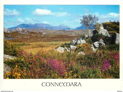 Irlande - Galway - Connemara - Ireland - Irlanda - CPM - Voir Scans Recto-Verso