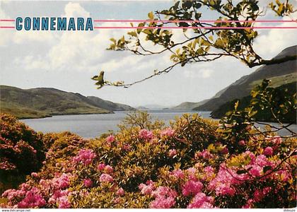 Irlande - Galway - Connemara - Paysage Irlandais - Fleurs - Ireland - CPM - Voir Scans Recto-Verso