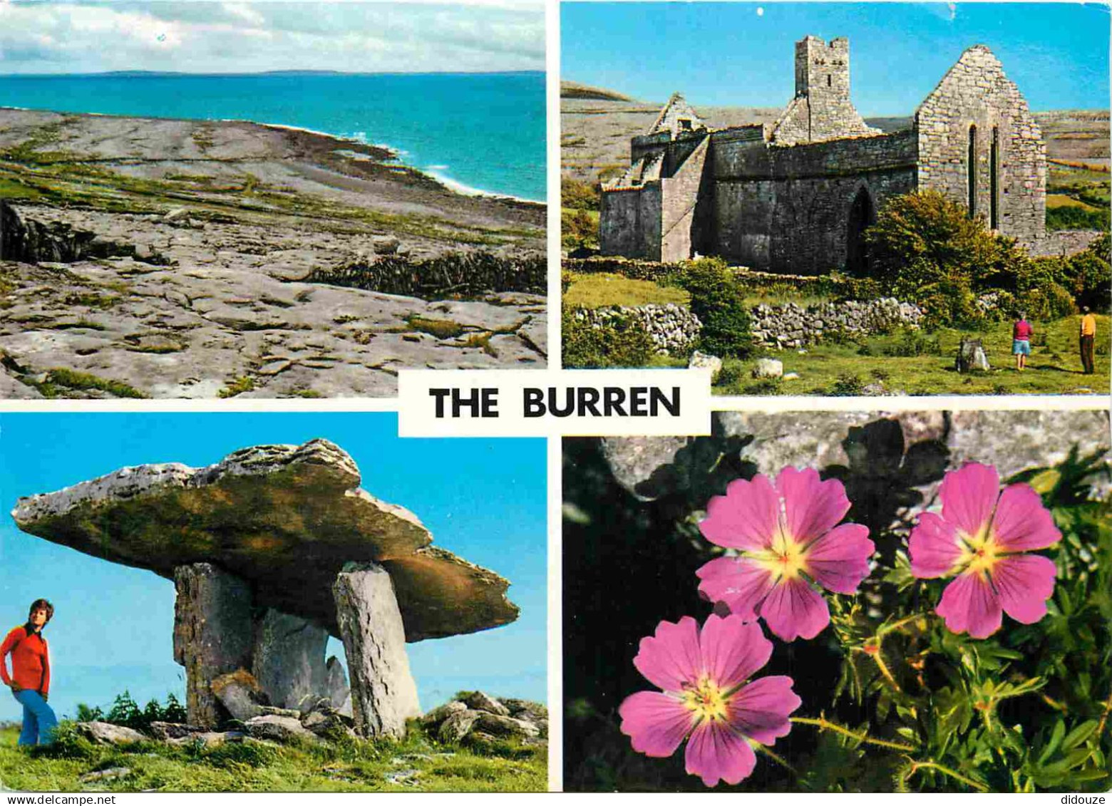 Irlande - Clare - The Burren - Multivues - Fleurs - CPM - Voir Scans Recto-Verso