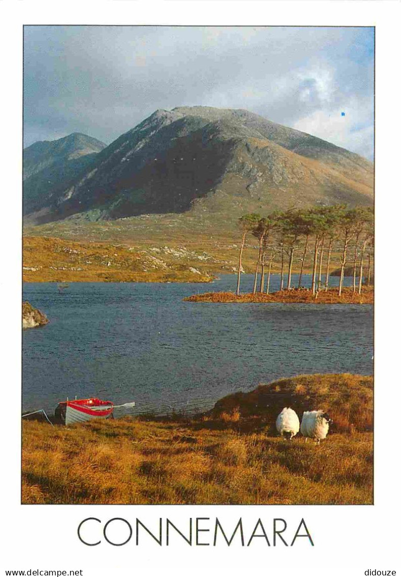 Irlande - Galway - Connemara - Mountain - Moutons - CPM - Voir Scans Recto-Verso