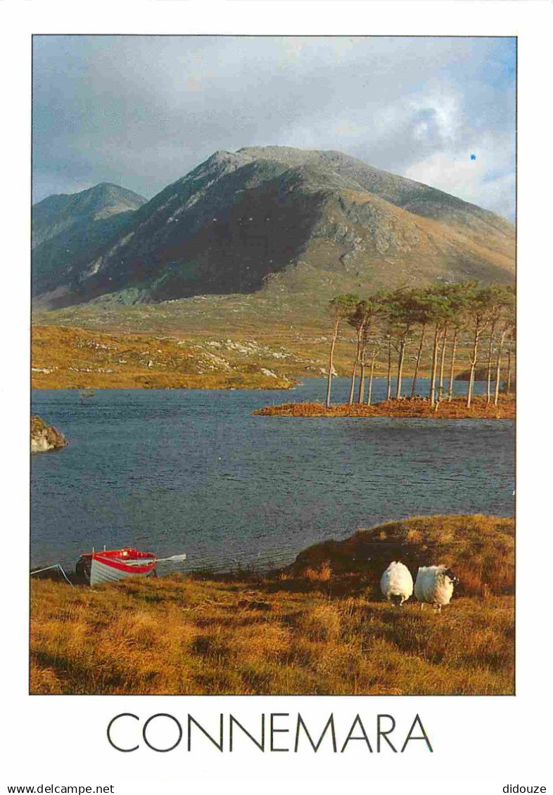 Irlande - Galway - Connemara - Mountain - Moutons - CPM - Voir Scans Recto-Verso