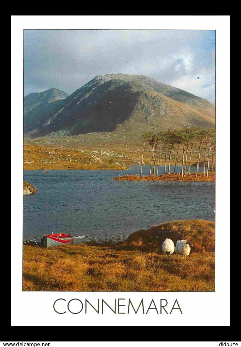 Irlande - Galway - Connemara - Mountain - Moutons - CPM - Voir Scans Recto-Verso