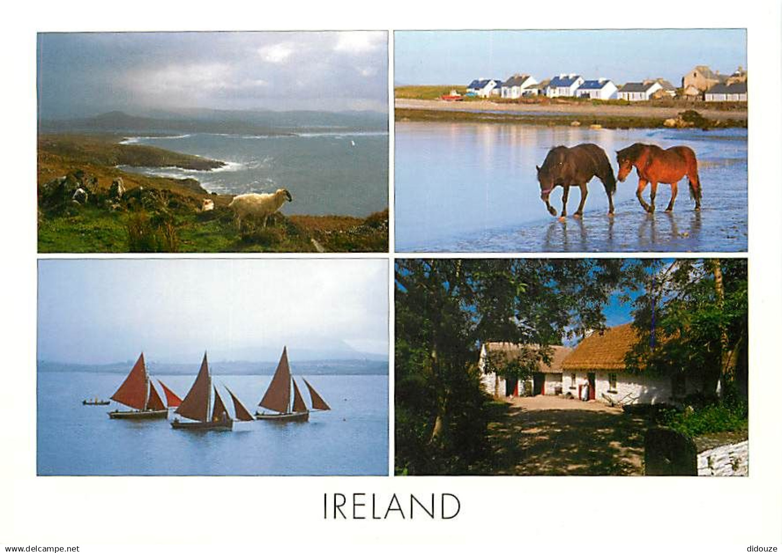 Irlande - Multivues - Chevaux - Moutons - Ireland - CPM - Voir Scans Recto-Verso