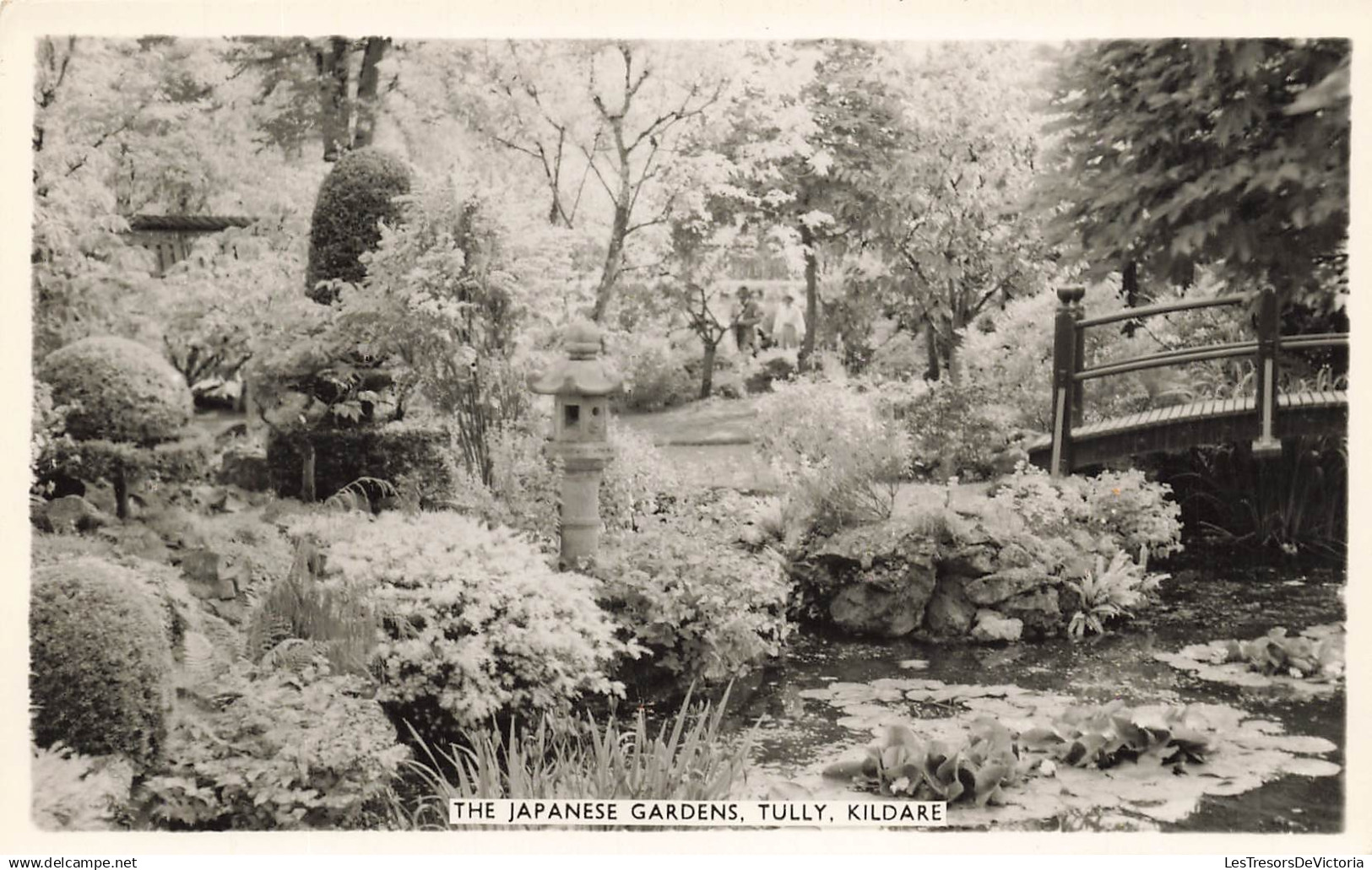 IRLANDE - The Japenese Gardens - Tully - Kildare - Carte Postale Ancienne