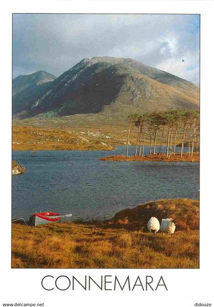 Irlande - Galway - Connemara - Mountain - Moutons - CPM - Voir Scans Recto-Verso