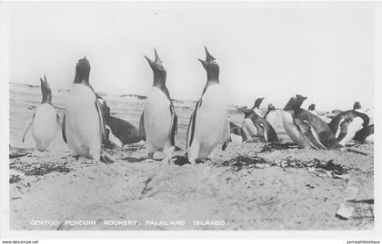 Falkland Islands / 03 - Gentoo Penguin Rookery