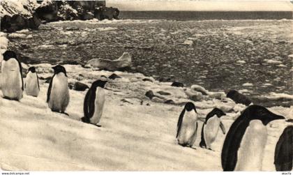 PC ILES FALKLAND, PINGUINS, Vintage Postcard (b48525)