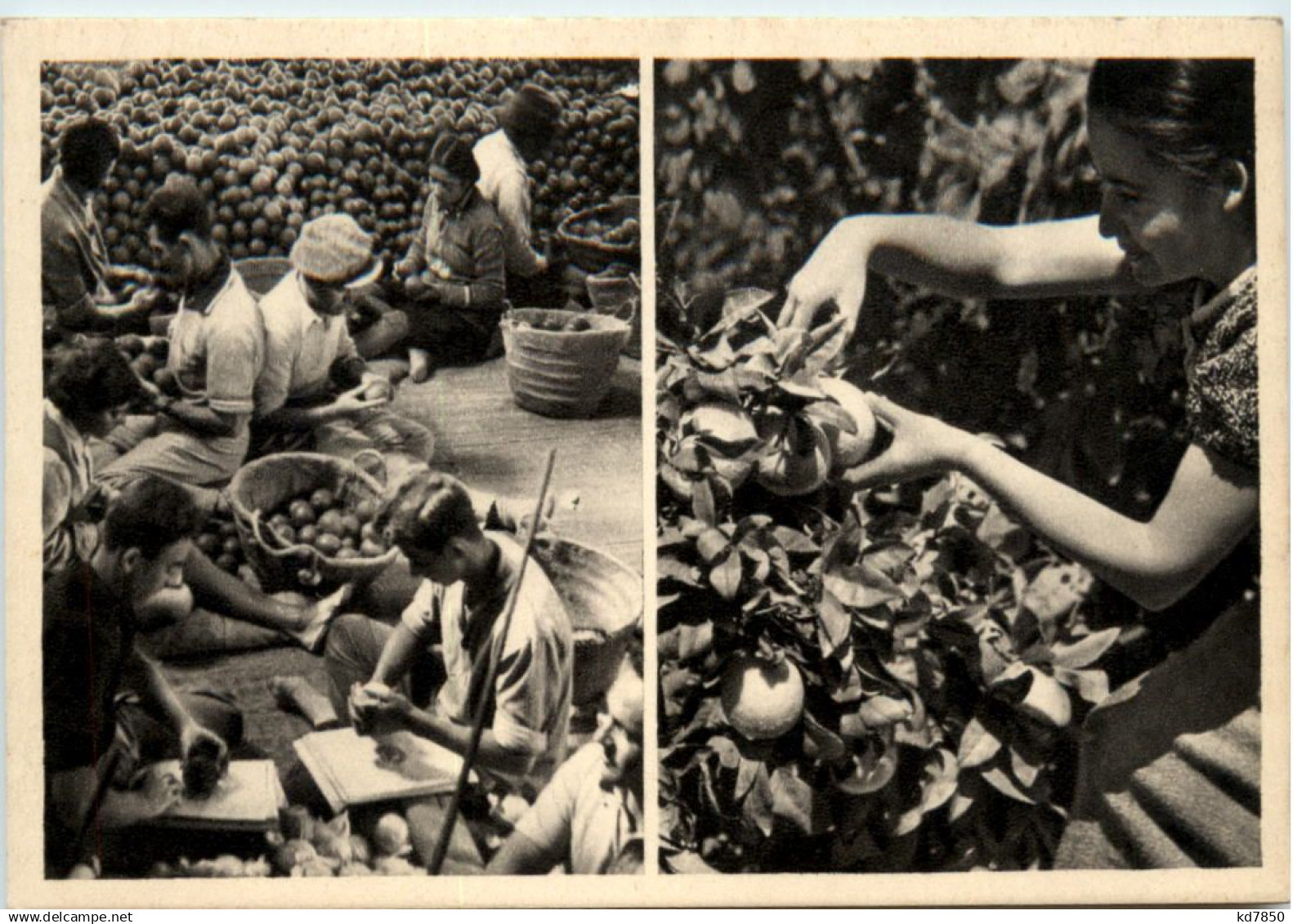 Israel - Orange Picking at Mikveh Israel