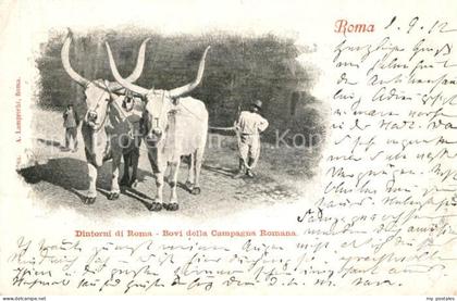 43372743 Roma Rom Dintorni di Roma Bovi della Campagna Romana Roma Rom