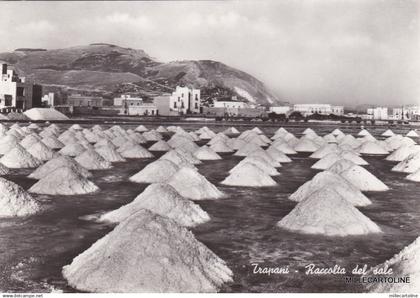 # TRAPANI: RACCOLTA DEL SALE