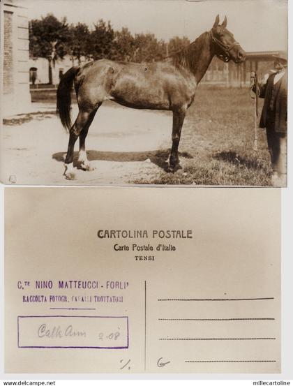 #FORLI': fotocartolina NINO MATTEUCCI- RACCOLTA FOTG. CAVALLI TROTTATORI Forlì