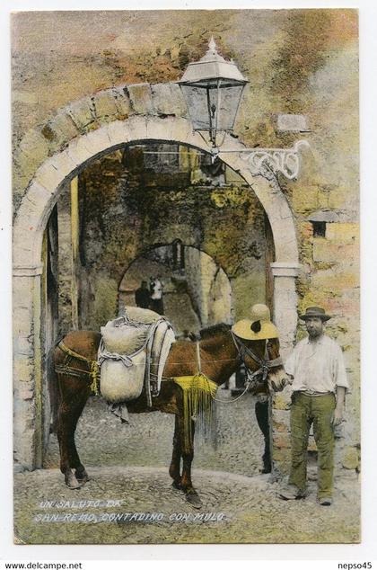 italie.un saluto de San-Remo contadino con mulo.les salutations d'un fermier de San-Remo avec une mule,âne.