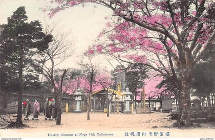 Japan - YOKOHAMA - Cherry Blossom at Noge Hill