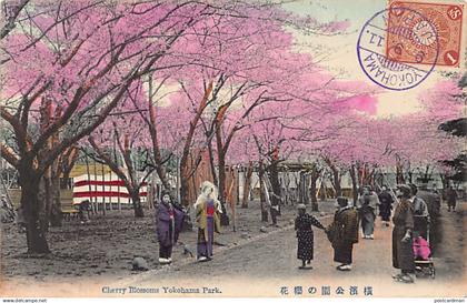 Japan - YOKOHAMA - Cherry Blossoms in Yokohama Park