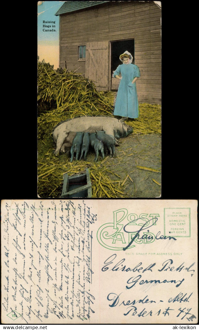 Kanada (allgemein) Bauern - Landwirtschaft Kanada Frau Schweine Farmer 1914