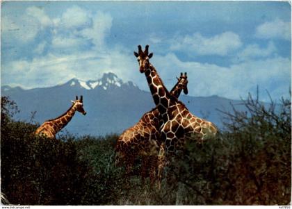 Giraffe with Mt. Kenya