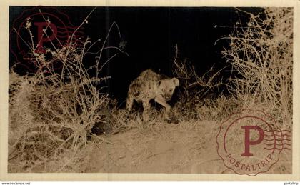 KENIA. HIENA. HYENA. HYÈNE. RPPC. FOTOGRAFICA.