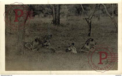 KENIA. LEONES. LIONS. RPPC. FOTOGRAFICA.