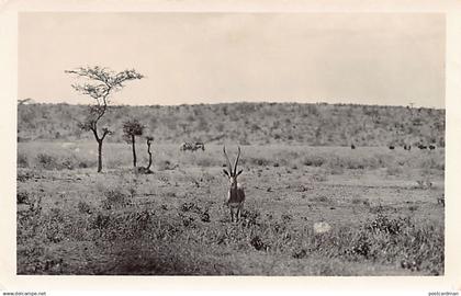 Kenya - Antelope - REAL PHOTO - Publ. Martin Johnson