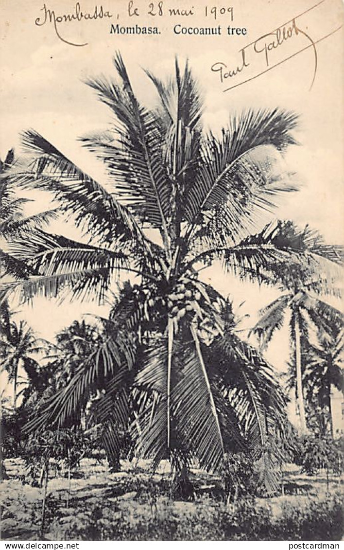 Kenya - MOMBASA - Cocoanut tree - Publ. Coutinho & Sons