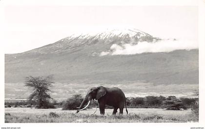 Kenya - Amboseli National Park - Elephant - Publ. Ken Scott