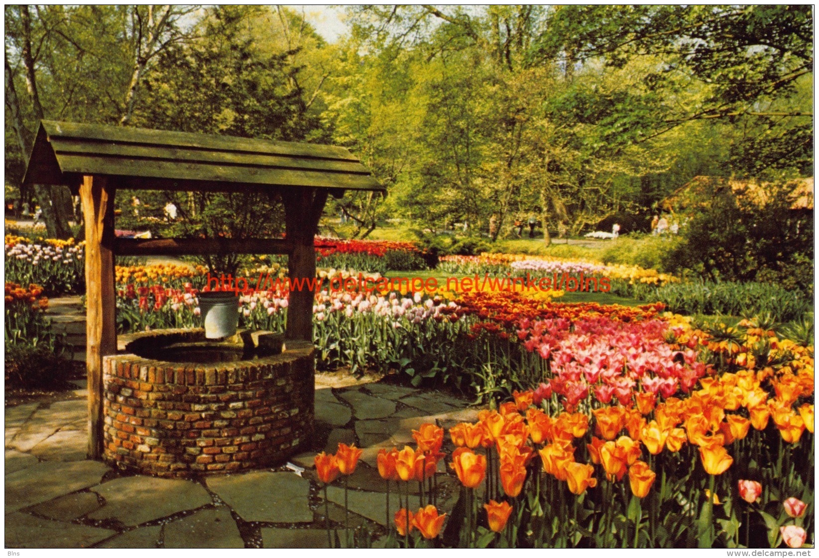 Keukenhof - Lisse