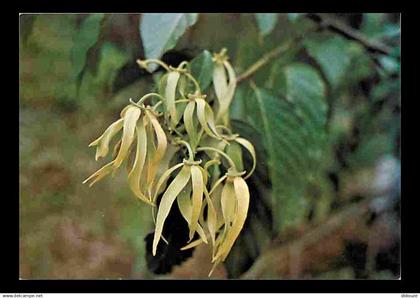 Comores - Anjouan - Fleur d'Ylang - CPM - Voir Scans Recto-Verso