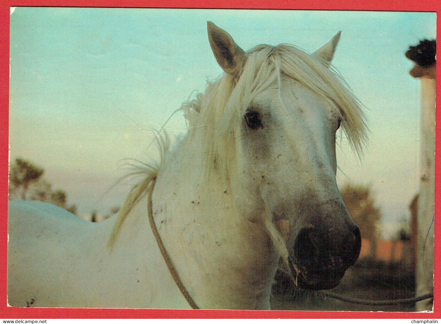 La Camargue - Tête de cheval camarguais - Etalon 1er prix Arles Catégorie 5 ans - Neptune - Propriétaire Emilie Trazic