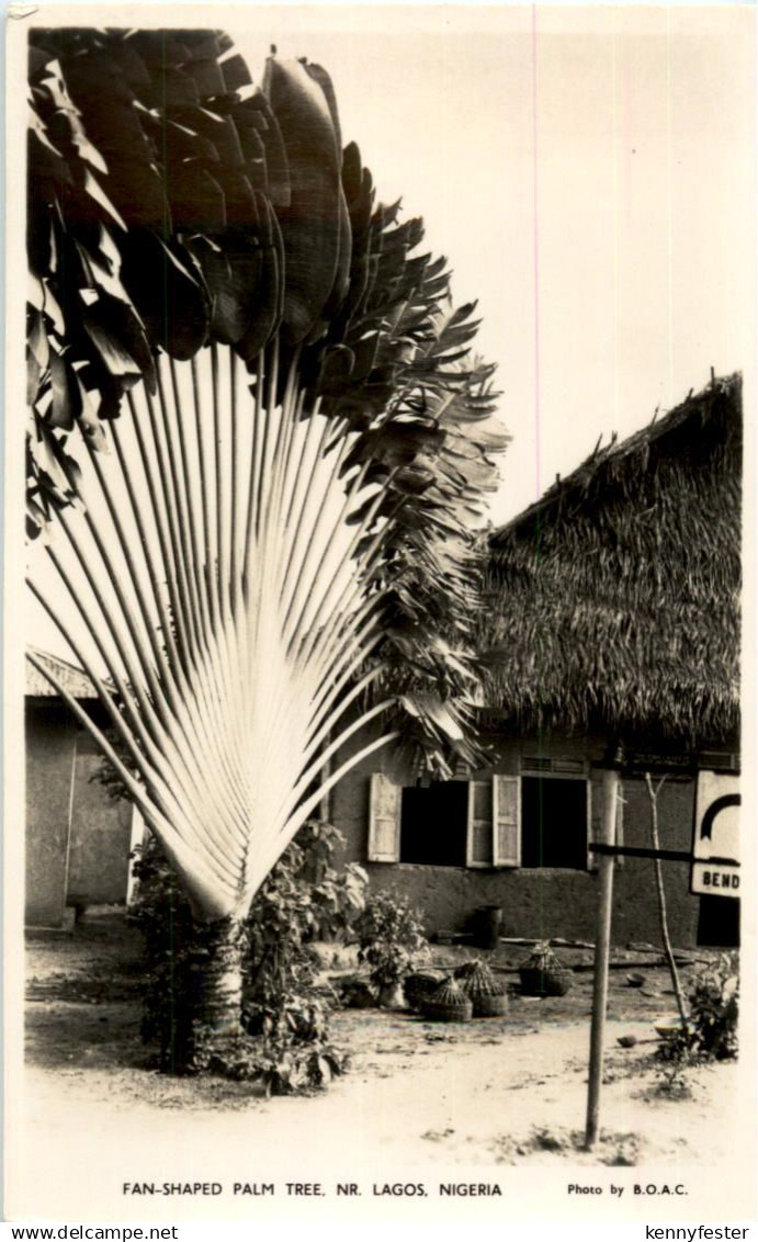 Lagos - Fan shaped Palm Tree - Nigeria