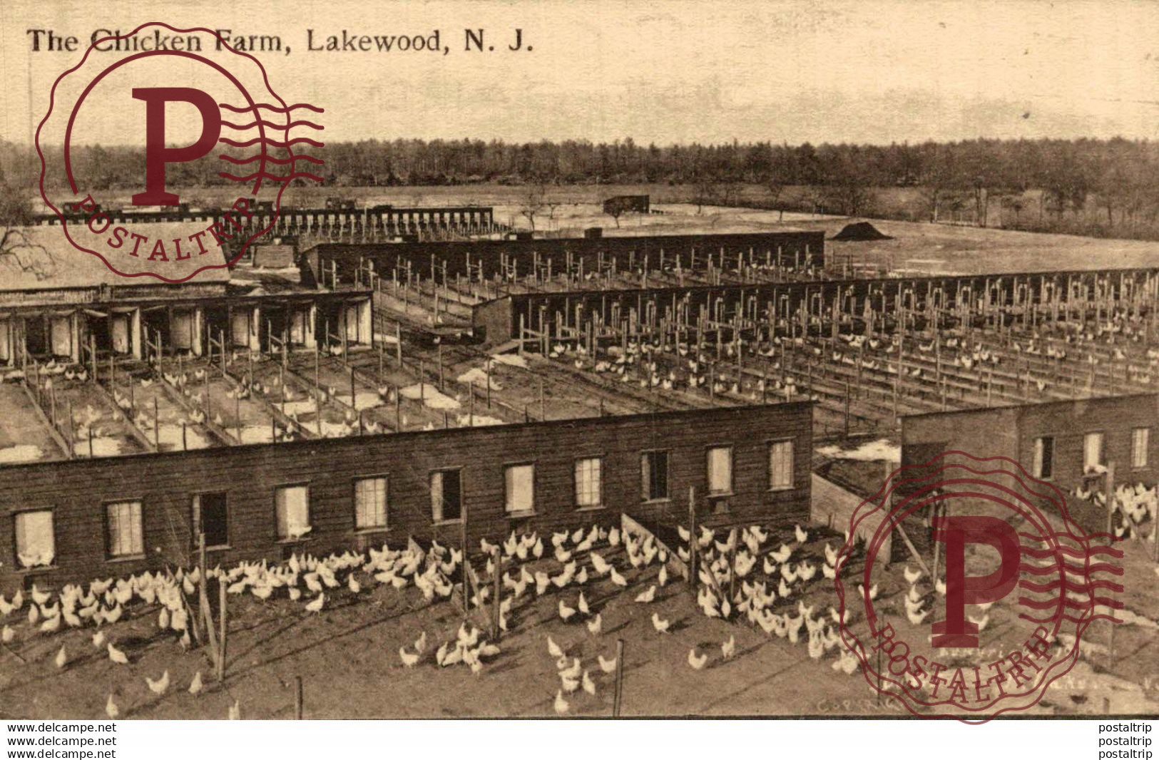 LAKEWOOD. N. J. THE CHICKEN FARM