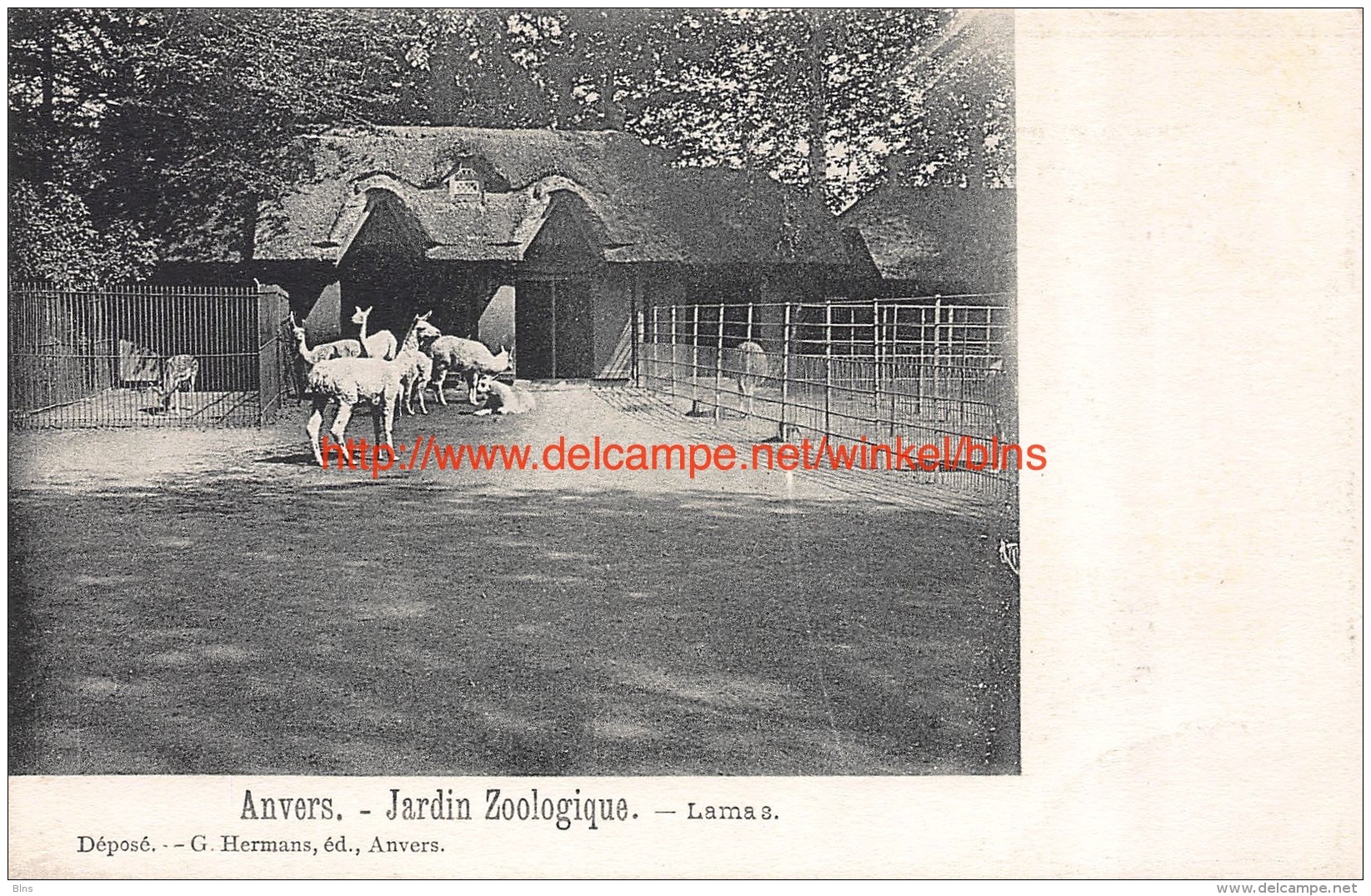 Lamas Zoo Antwerpen