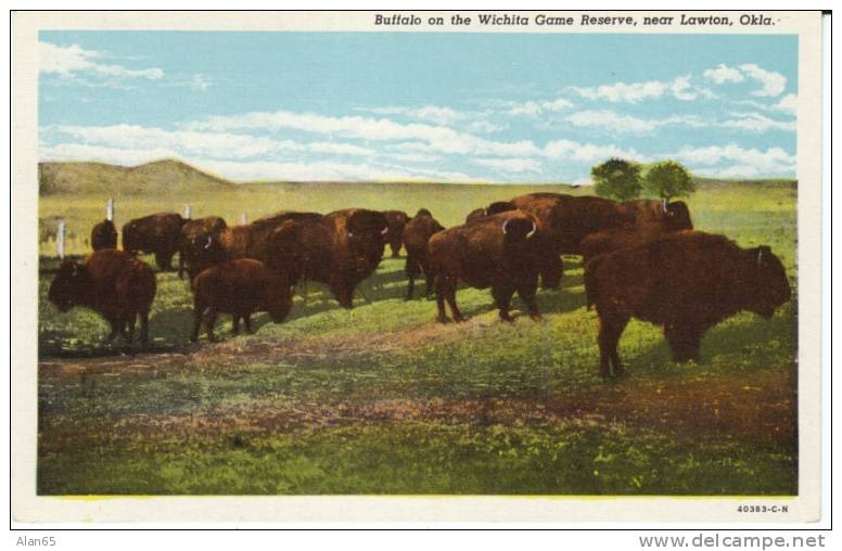 Lawton OK Oklahoma, Buffalo American Bison, Wichita Game Reserve, on c1930s Vintage Postcard