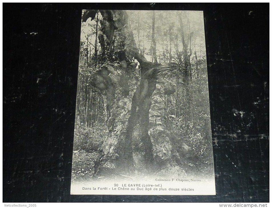 LE GAVRE DANS LA FORET, LE CHENE AU DUC AGE DE PLUS DE DOUZE SIECLES -  44 LOIRE ATLANTIQUE (N)