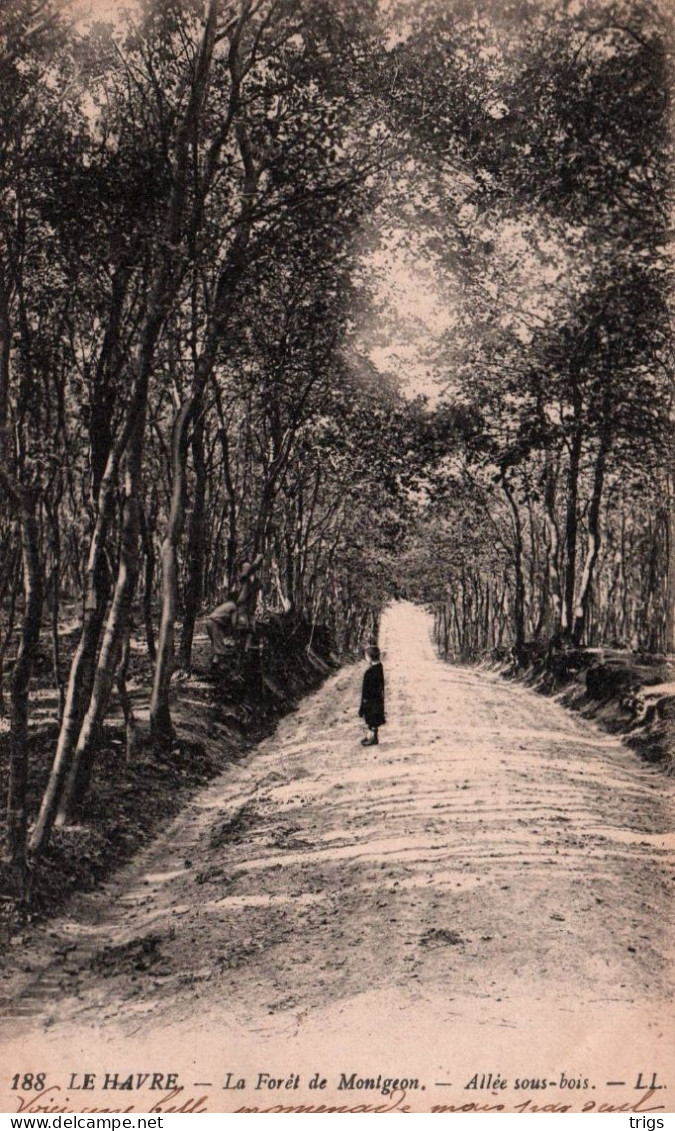 Le Havre - la Forêt de Montgeon: Allée Sous Bois