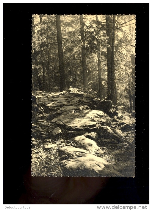 LES CONTAMINES MONTJOIE Haute Savoie 74 : la forêt ( rare édition Photo Giet  Les Contamnies )