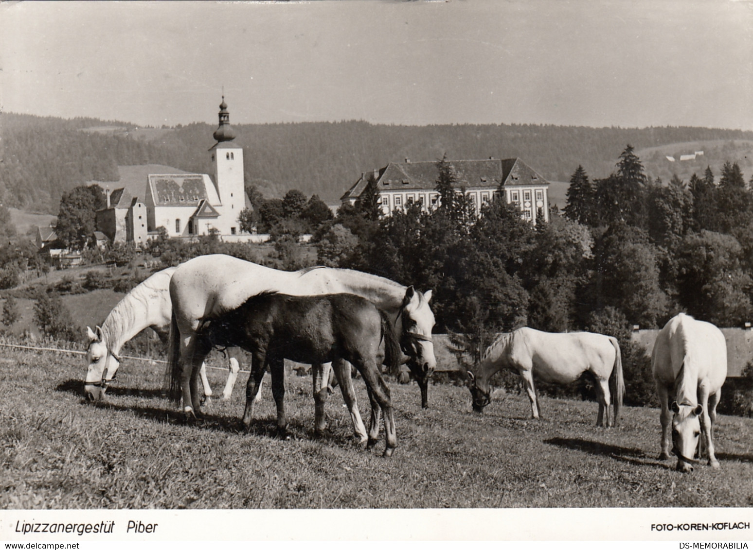 Lipizzanergestut Piber , Lipizzaner Horse , Pferde