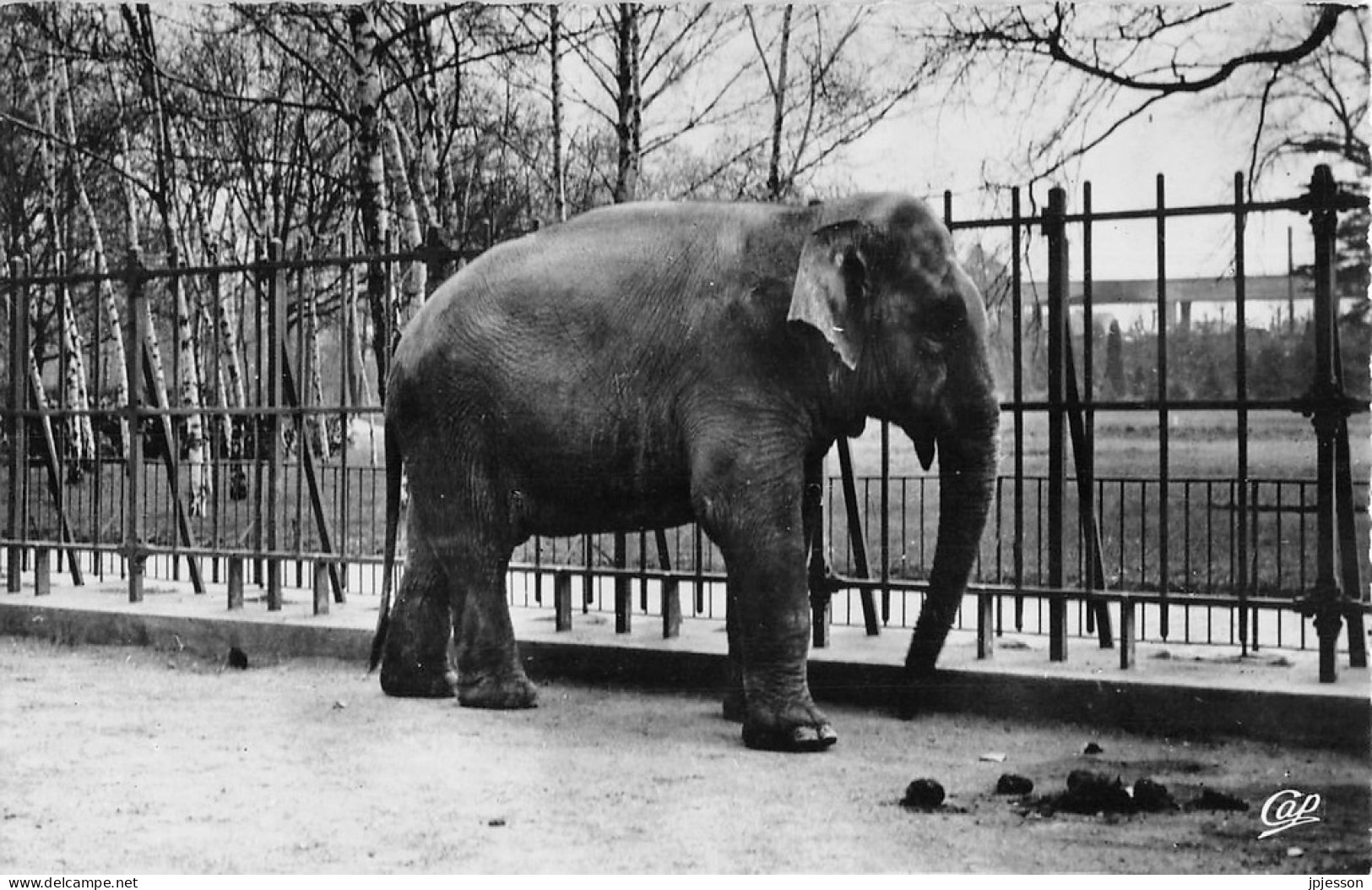 LYON - 6° ARR - PARC DE LA TETE D'OR - L'ELEPHANT